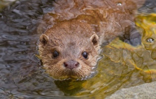 Otter